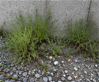 舗装の隙間から生えた雑草